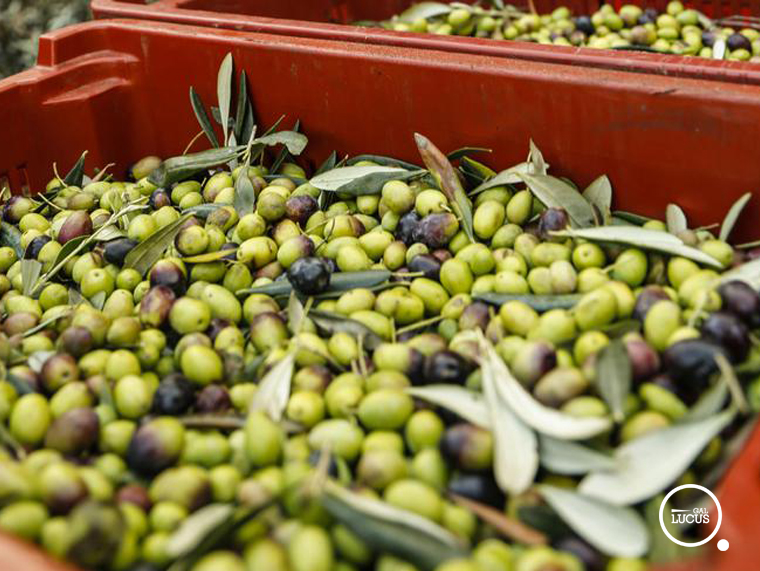 Città dell’Olio, Sonnessa è il nuovo presidente