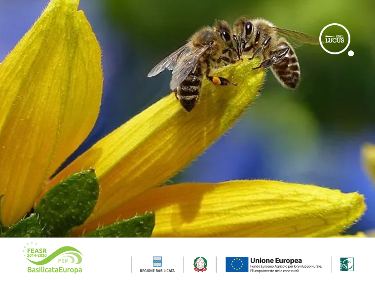 Il progetto, Smartbee, molto significativo sotto diversi punti di vista, è stato realizzato grazie al contributo dei fondi europei