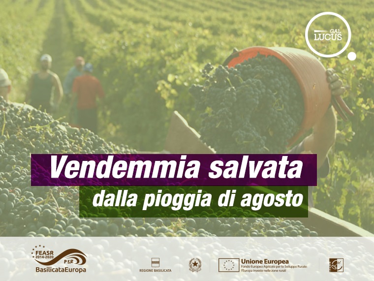 Vendemmia salvata dalla pioggia di agosto «Produzione buona per quantità e qualità»